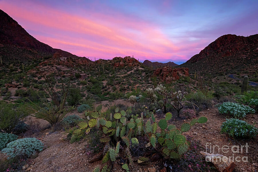 Saguaro National Park Photograph - Prickly Pear Sunset by Michael Dawson