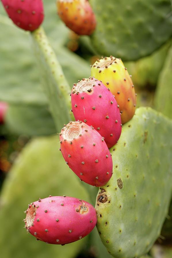 Prickly Pears On The Plant Photograph by Jennifer Martine
