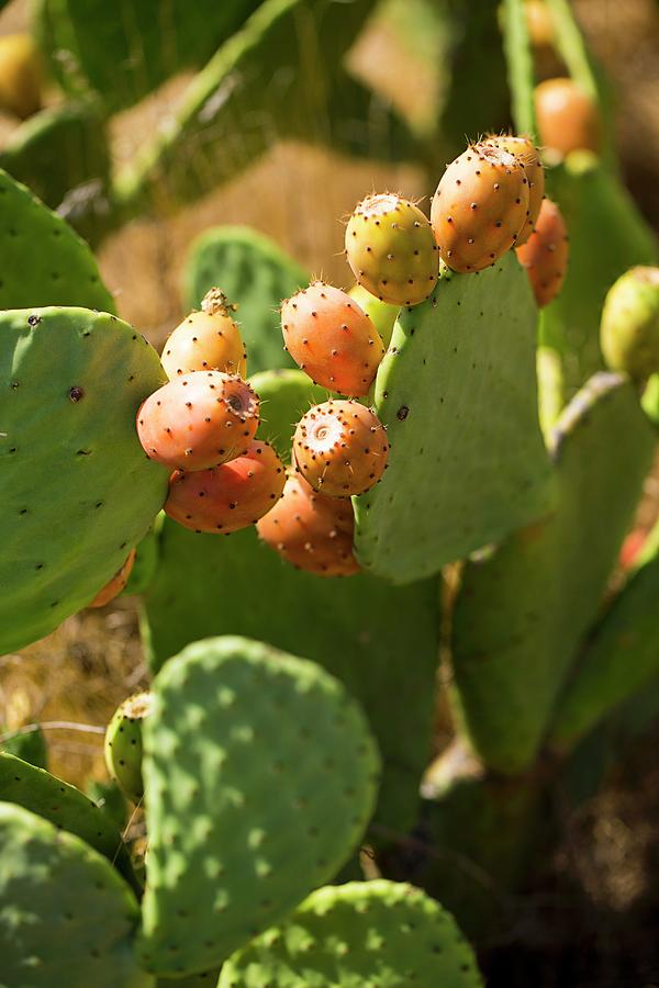 Prickly Pears On The Plant Photograph by Nicolas Lemonnier