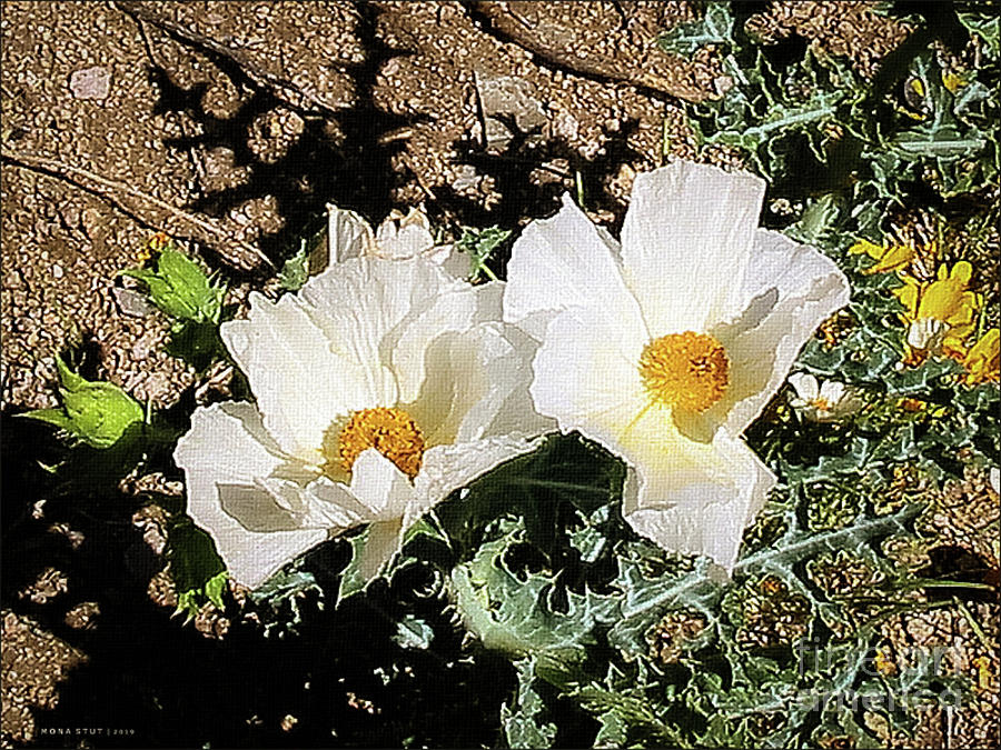 Prickly Poppies Photograph