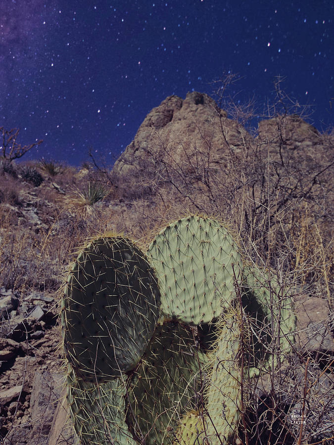 Mountain Photograph - Prickly Stars by Nathan Larson