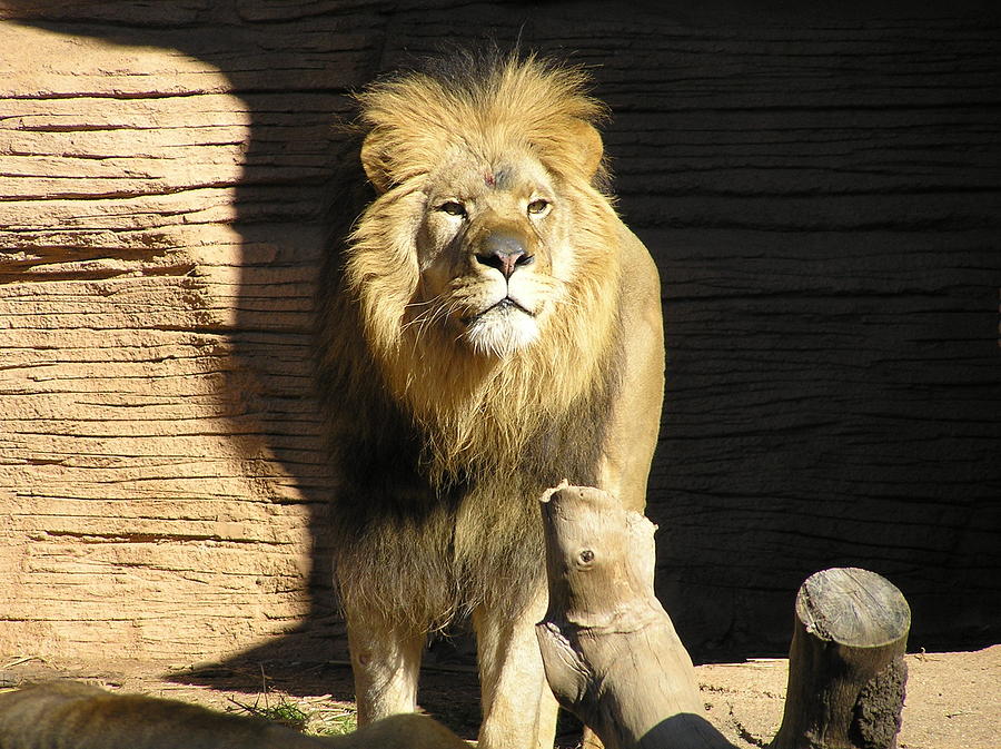 Pride Photograph by Brenda Konitzer - Fine Art America