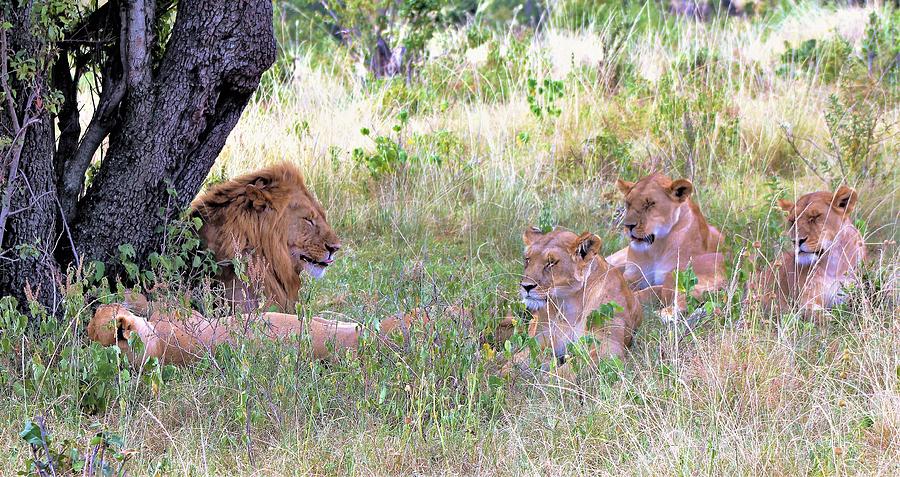 Pride Photograph by Marilyn Alexander - Fine Art America