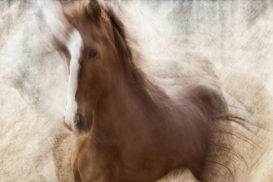 Horse Photograph - Pride by Martine Benezech