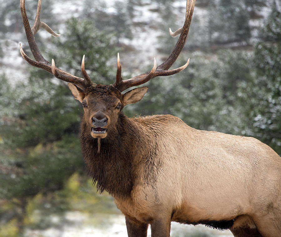 Pride Photograph by Ron Scheibel - Fine Art America