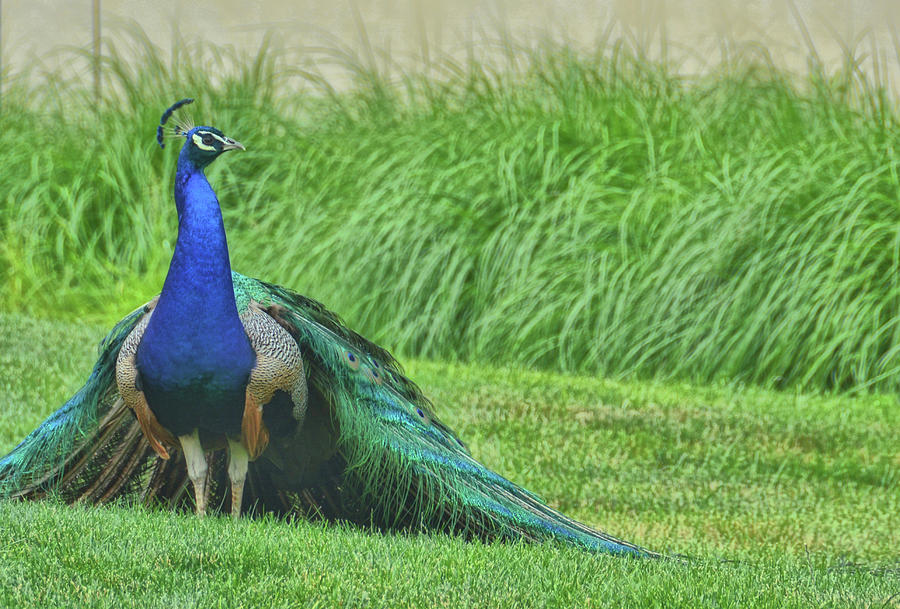 Prideful Peacock Photograph by Jamart Photography
