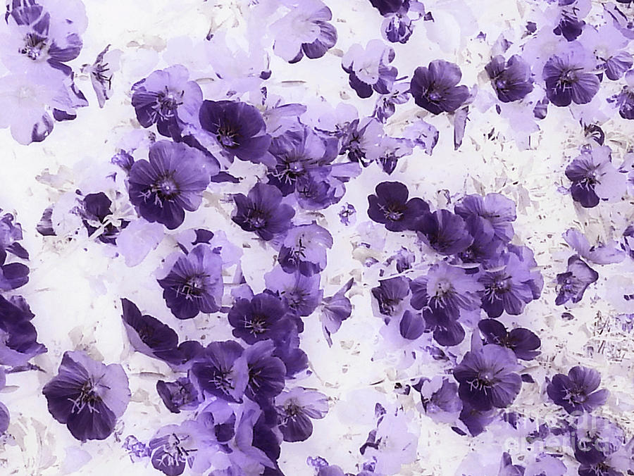 Prim Roses Flowers Purple by Cveti Dinkova Prim Roses Flowers Purple by Cveti Dinkova