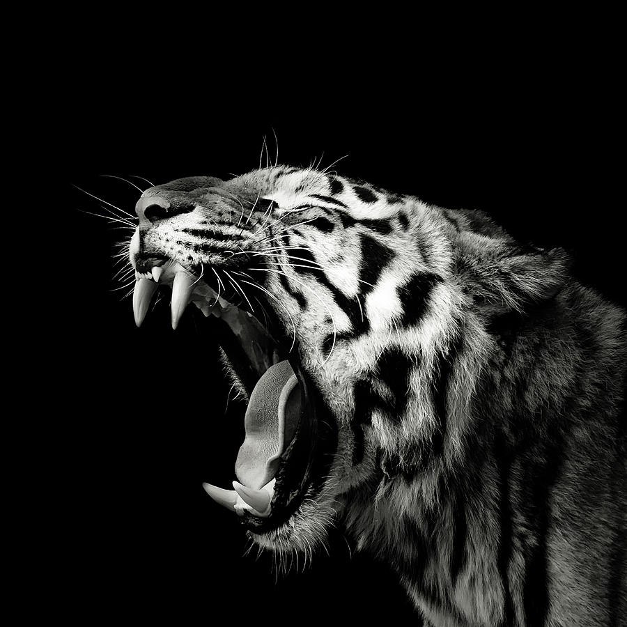Black And White Photograph - Primal Yawn #4 by Christian Meermann