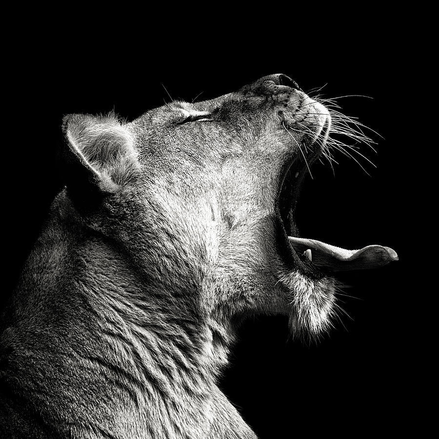 Primal Yawn Photograph by Christian Meermann