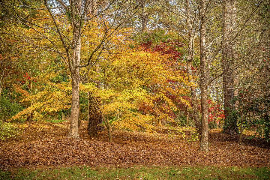 Tree Photograph - Primary Colors by Sandra Burm
