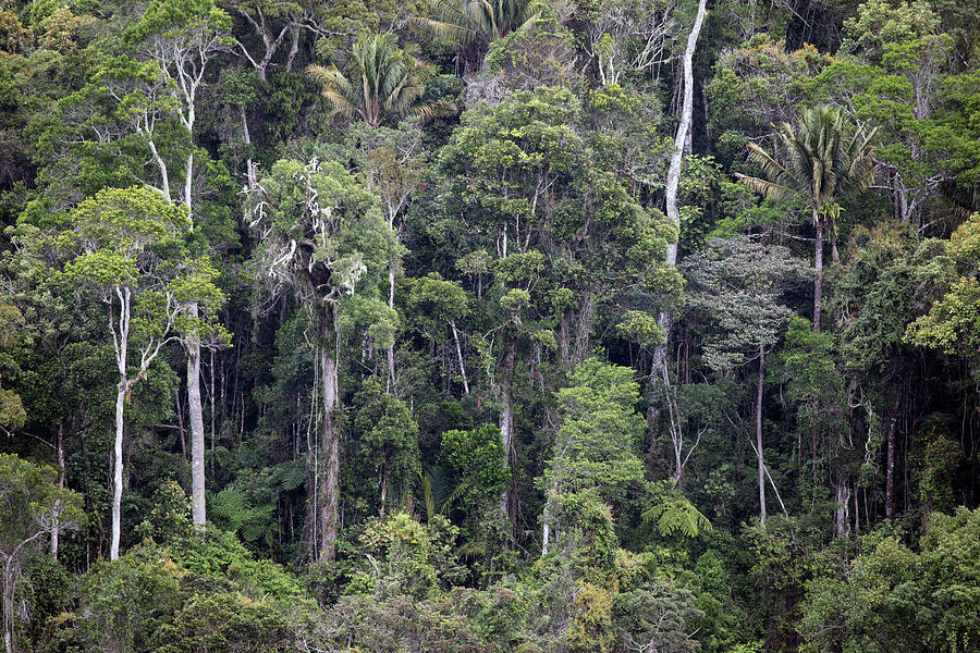 Primary Rainforest Trees And Landscape. Andasibe-mantadia Photograph by ...