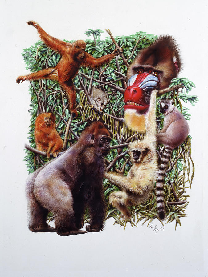 Lemurs Painting - Primates by Beverly Doyle
