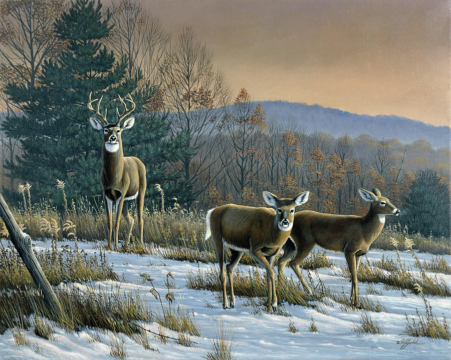 Animal Painting - Prime Time - Whitetail Deer by Wilhelm Goebel