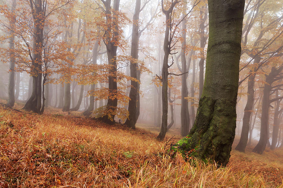 Primeval Beech Forest In Autumn With Grass In The Foreground, Ore ...