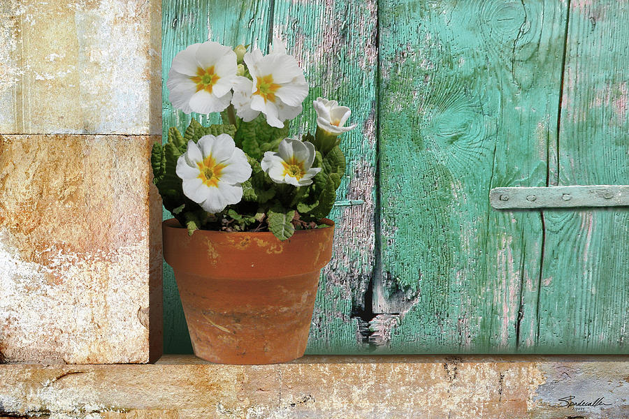 Primrose Flower on Window Sill Digital Art by M Spadecaller
