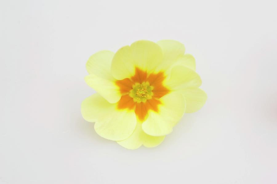 Primrose Flower primula Vulgaris Syn. Acaulis Photograph by Friedrich Strauss