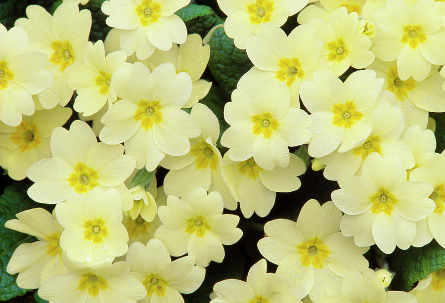 Primrose On Floor Of Decidious Woodland, Scotland Photograph by Laurie ...