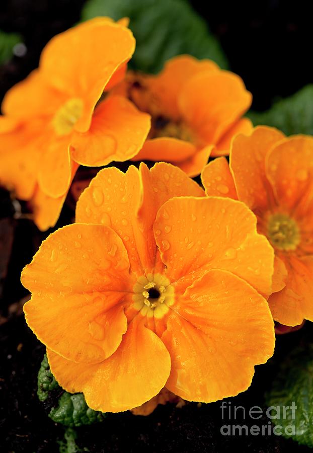 Primrose (primula 'bonelli') Flowers by Ian Gowland/science Photo Library