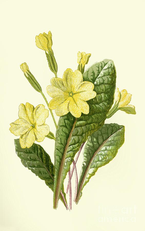 Primrose Drawing by Print Collector