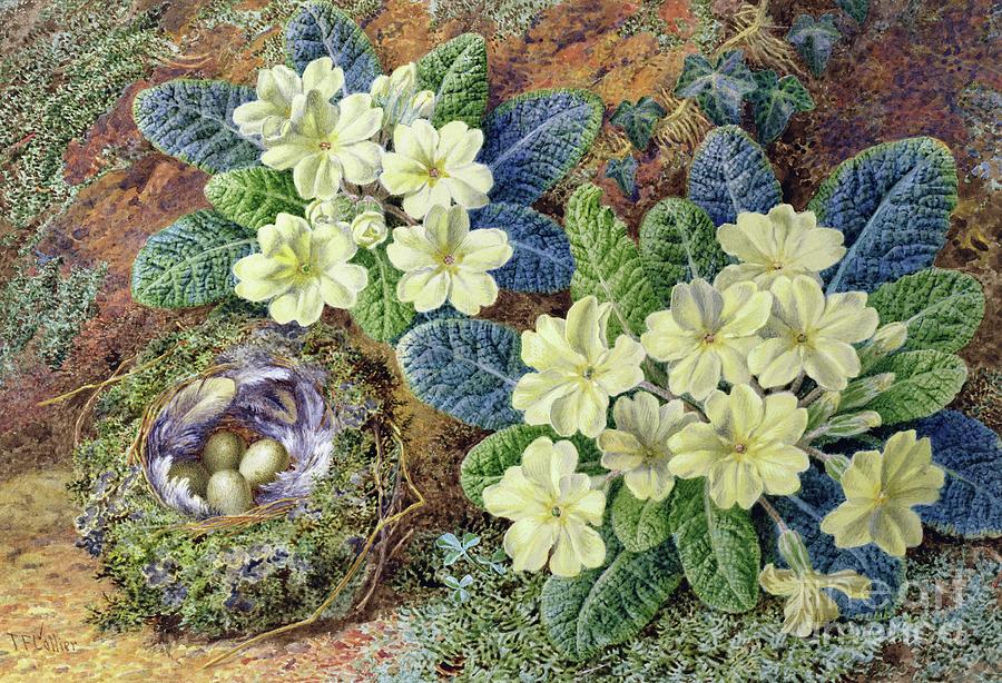 Primroses And A Birds Nest Photograph by Thomas Frederick Collier
