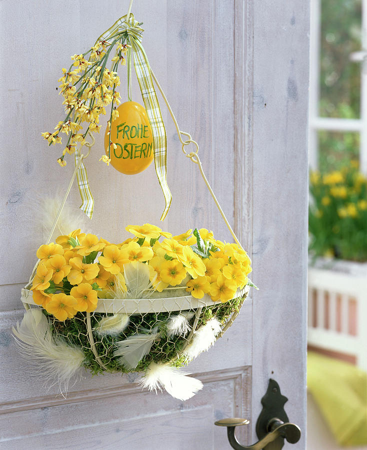 Primula Acaulis spring Primrose In Semicircular Basket Photograph by ...