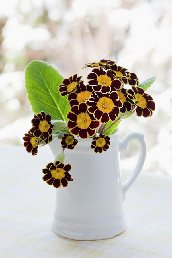 Primula Auricula Flowers In White Jug On Windowsill Photograph by Sabine Lscher