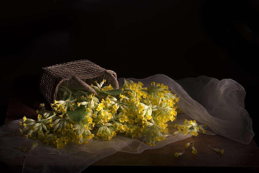 Still Life Photograph - Primula Veris by Dansiga