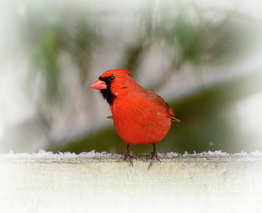 Prince Charming - Male Northern Cardinal  Photograph by Kerri Farley