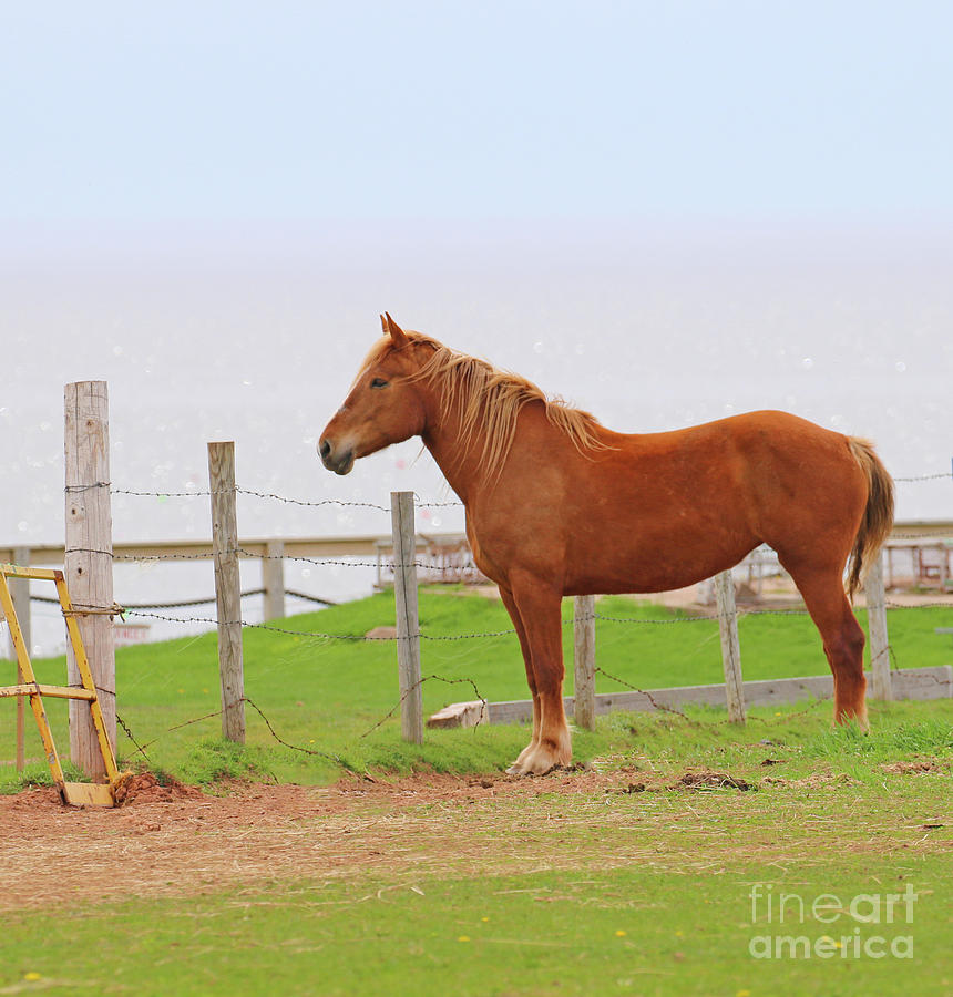 Prince Edward Island Horse 5771 Photograph by Jack Schultz