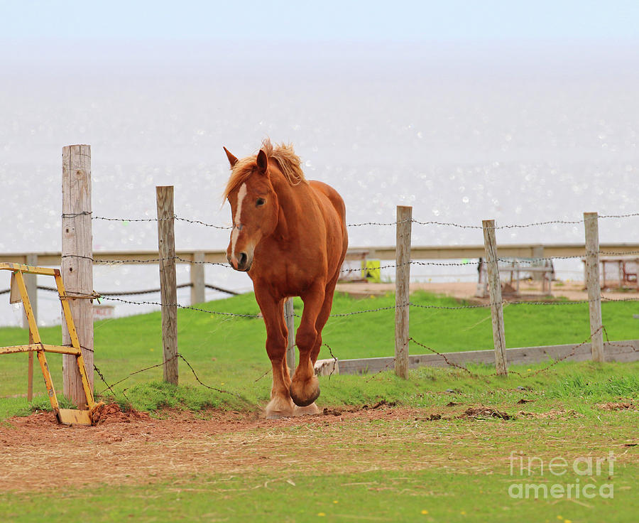 Prince Edward Island Horse 5774 Photograph by Jack Schultz