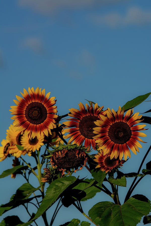 Prince Edward Island Sunflowers Photograph by Douglas Wielfaert
