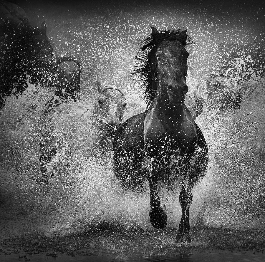 Animal Photograph - Prince Of Dark Horse by Anna630074397