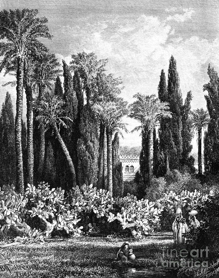 Princely Garden In Cairo, Egypt, 1880 Drawing by Print Collector
