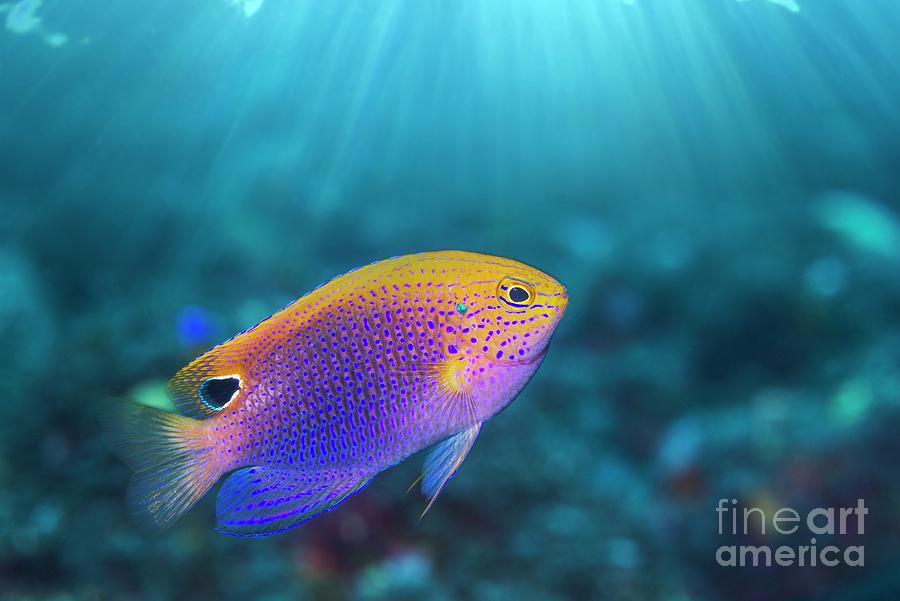 Princess Damsel Fish Photograph by Georgette Douwma/science Photo ...