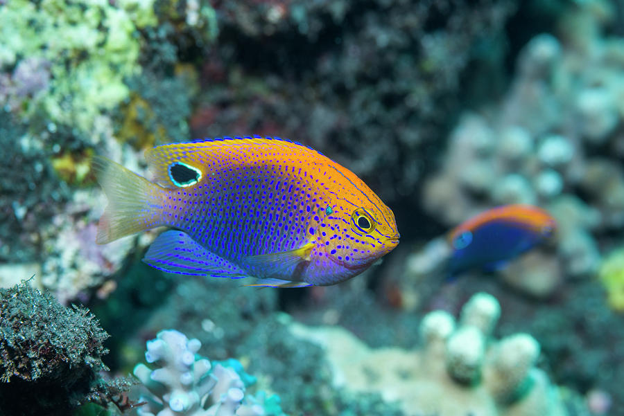 Princess Damsel Or Ocellate Damselfish . Bali Photograph by Georgette ...