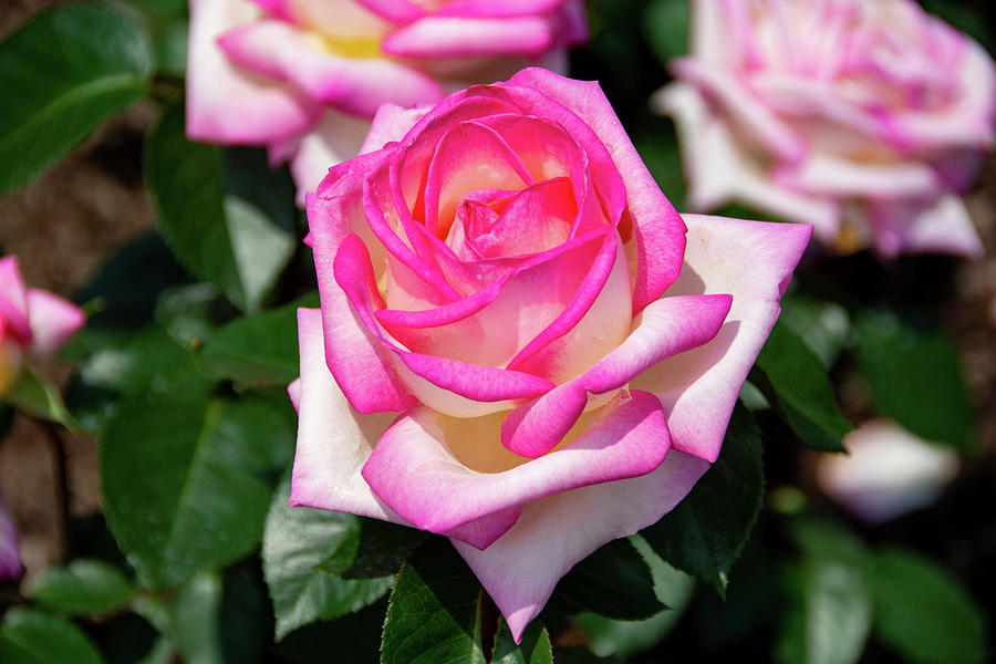 Princess De Monaco Rose by Jennifer Wick Princess De Monaco Rose by Jennifer Wick