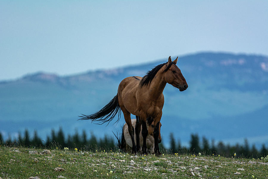 Prior Mountain Wild by Douglas Wielfaert Prior Mountain Wild by Douglas Wielfaert