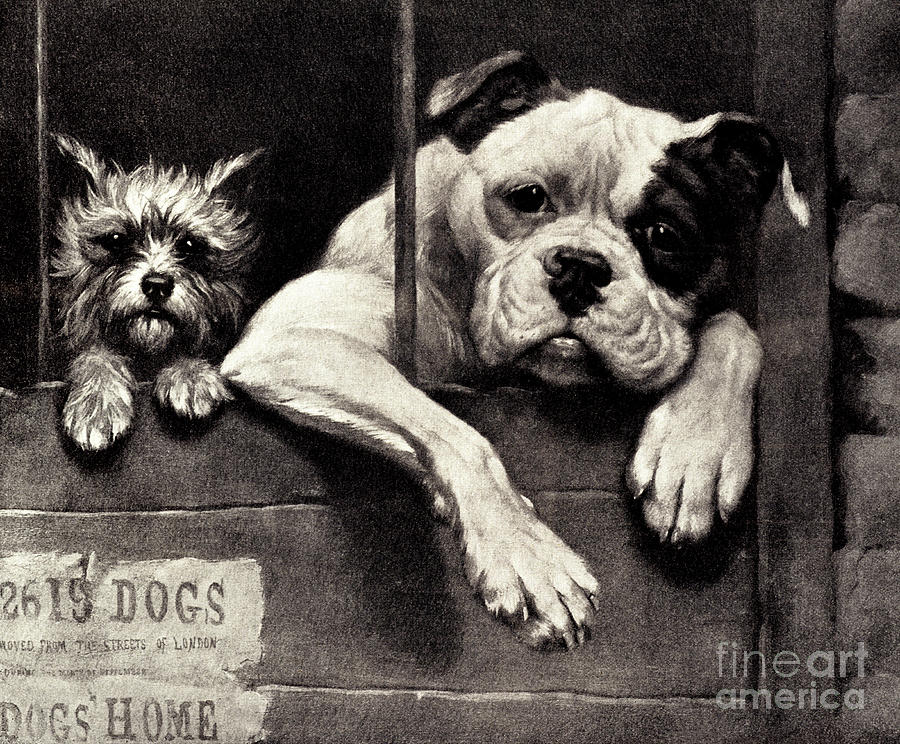 Dog Drawing - Prisoners at the Bar by James Yates Carrington