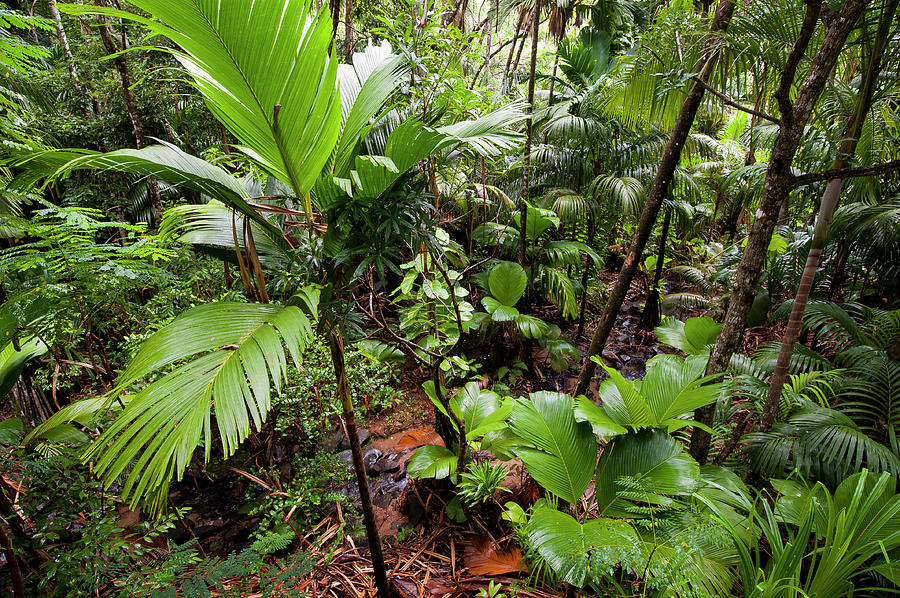 Pristine Coco De Mer Forest, Praslin Island, Republic Of Seychelles ...