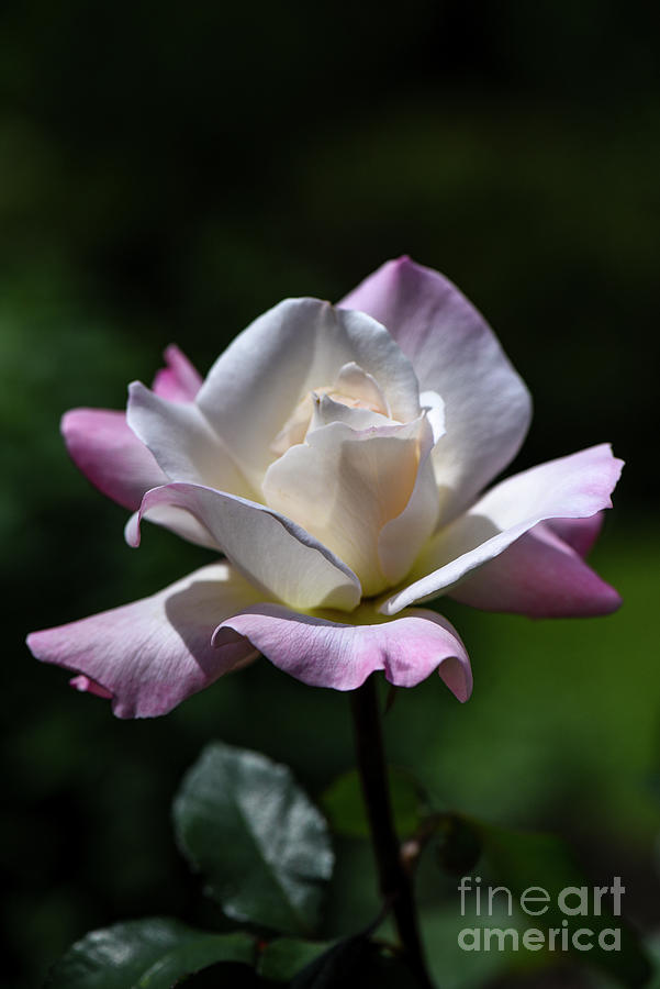 Rose-pristine Rose 2 Photograph