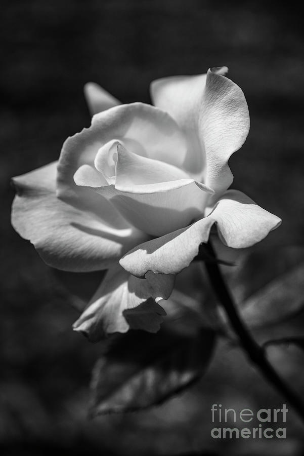 Rose-pristine Rose Bw Photograph