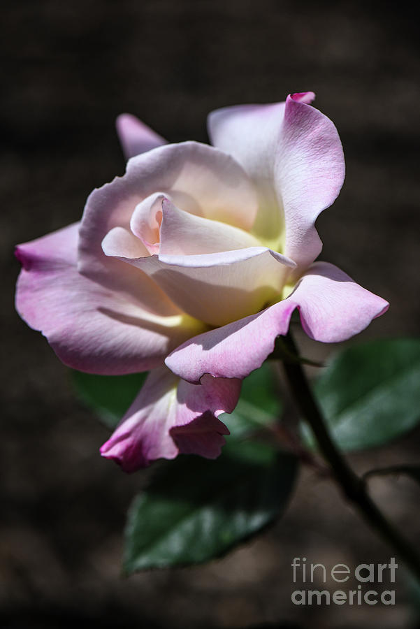 Rose Pristine Rose Photograph By Judy Wolinsky Pixels