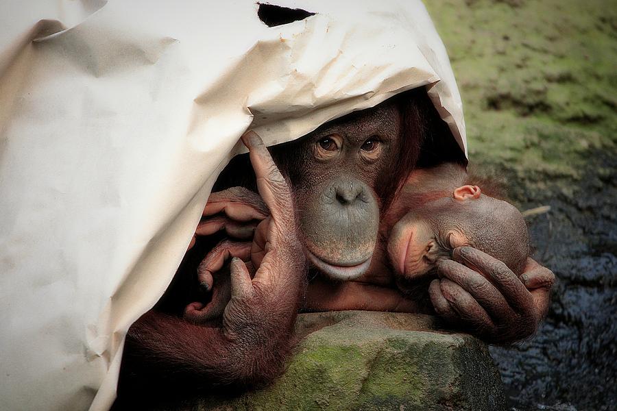 Ape Photograph - Privacy .... by Antje Wenner-braun