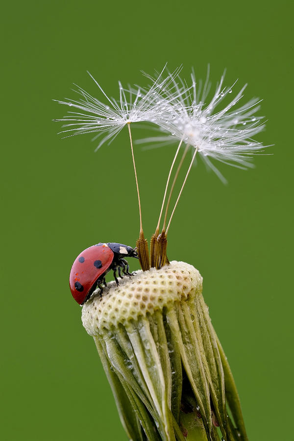 Ladybug Photograph - Private Island by Roberto Marini