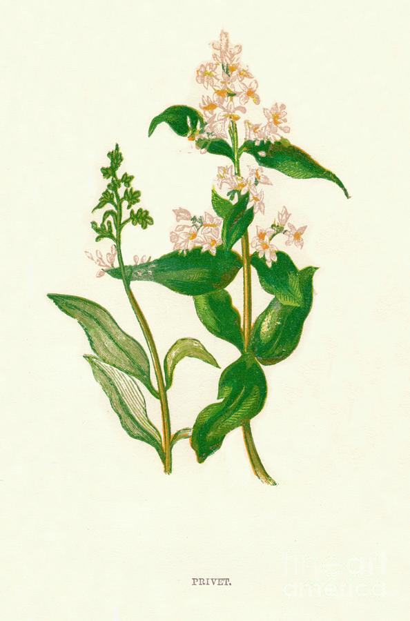 Privet, C1891, 1891 Drawing by Print Collector