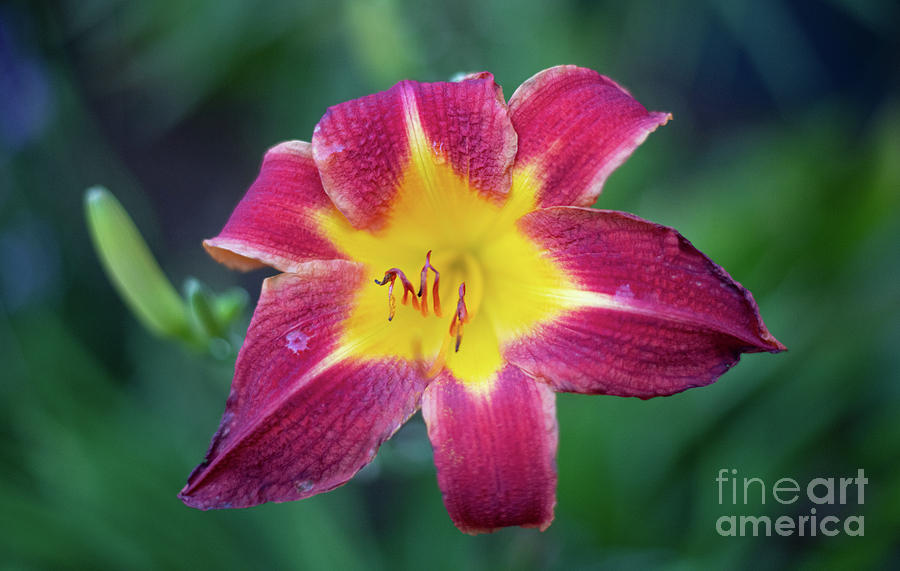 Prize Daylily Photograph by Dale Powell