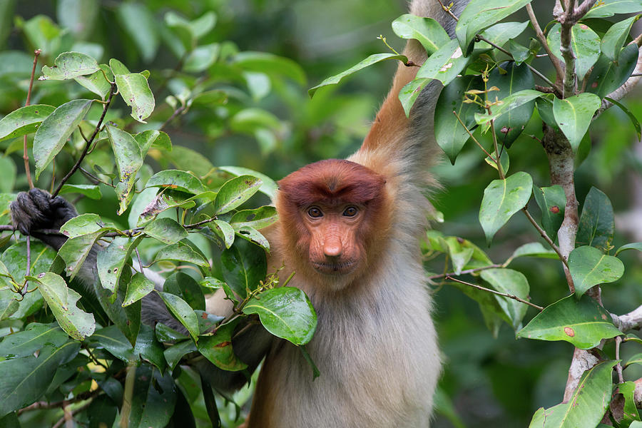 Proboscis Monkey In Tanjung Putting Photograph by Suzi Eszterhas