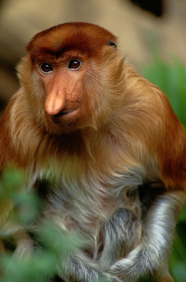 Proboscis Monkey Nasalis Larvatus Photograph by Art Wolfe