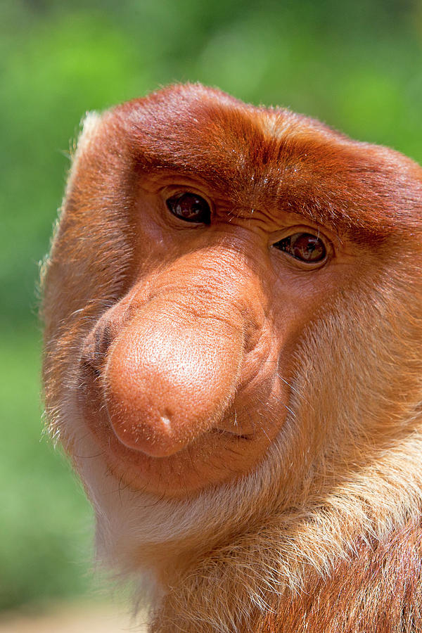 proboscis-monkey-nasalis-larvatus-male-sabah-borneo-sylvain-cordier--natureplcom.jpg