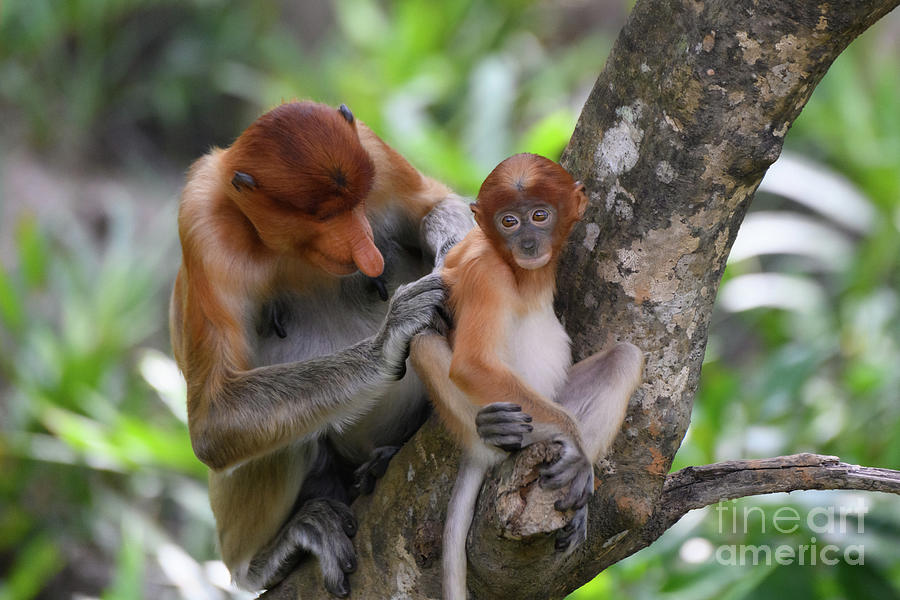 Stock photo of Proboscis monkey baby. Species native to Borneo. Available  for sale on